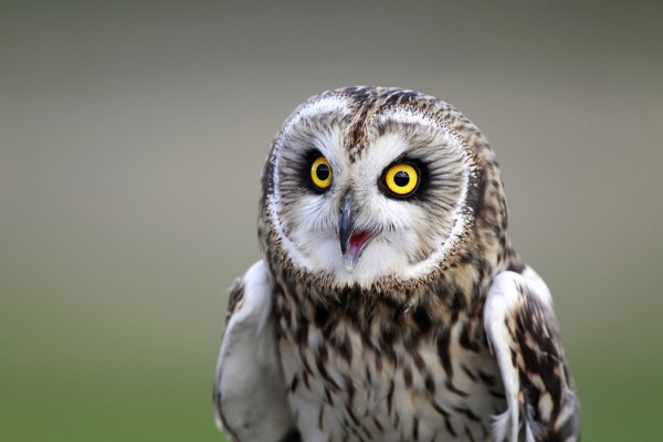 輸入壁紙 カスタム壁紙 PHOTOWALL / Short-Eared Owl (e24747)