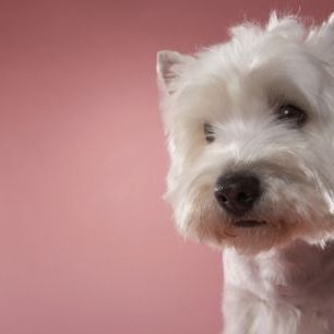 輸入壁紙 カスタム壁紙 PHOTOWALL / West Highland Terrier (e24759)