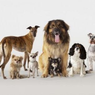 輸入壁紙 カスタム壁紙 PHOTOWALL / Group Portrait of Dogs (e24762)