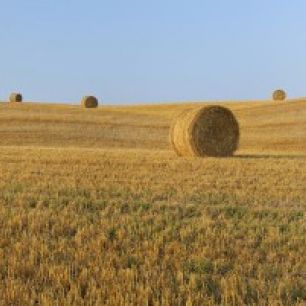 輸入壁紙 カスタム壁紙 PHOTOWALL / Harvested Wheat Field (e29399)