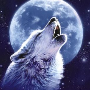 輸入壁紙 カスタム壁紙 PHOTOWALL / Call of the Wild - Wolf (e23281)