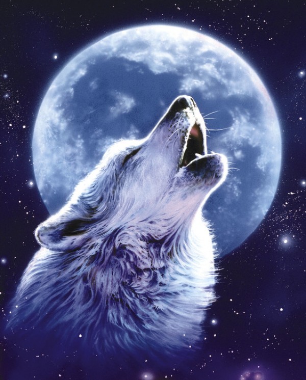 輸入壁紙 カスタム壁紙 Photowall Call Of The Wild Wolf E 壁紙屋本舗
