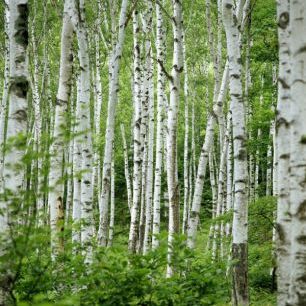 輸入壁紙 カスタム壁紙 PHOTOWALL / Summer Birch Trees (e40386)