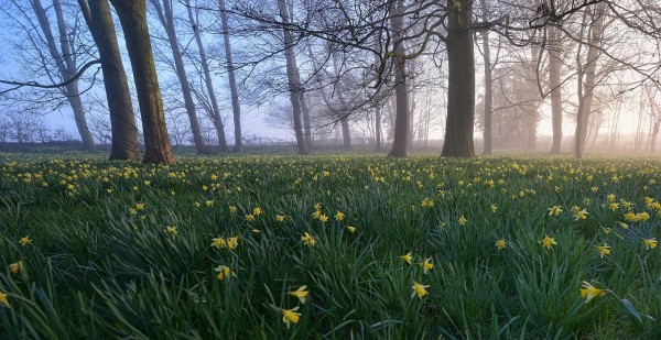 輸入壁紙 カスタム壁紙 PHOTOWALL / Daffodils in Early Morning (e40401)