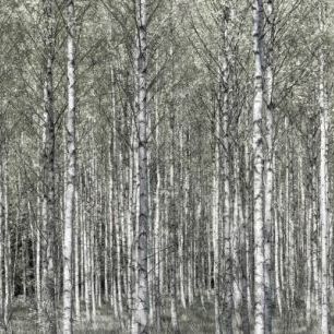 輸入壁紙 カスタム壁紙 PHOTOWALL / Spring Birch Forest (e25109)