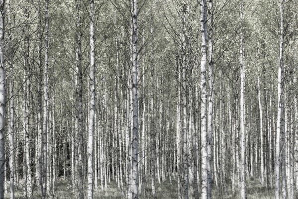 輸入壁紙 カスタム壁紙 PHOTOWALL / Spring Birch Forest (e25109)