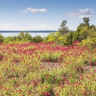 輸入壁紙 カスタム壁紙 PHOTOWALL / Red Flowers Meadow (e25131)