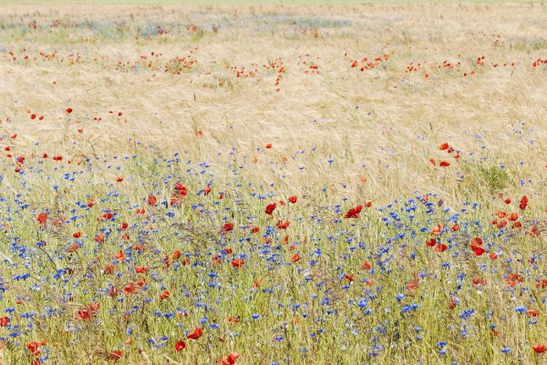 輸入壁紙 カスタム壁紙 PHOTOWALL / Rye Field with Flowers (e25141)
