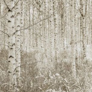 輸入壁紙 カスタム壁紙 PHOTOWALL / Quiet Birch Forest (e25143)