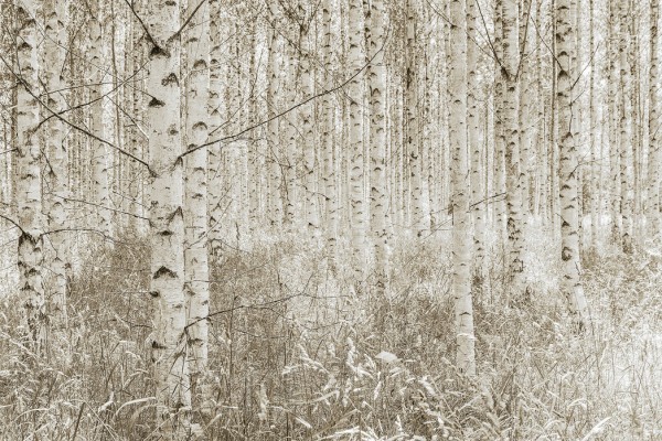 輸入壁紙 カスタム壁紙 PHOTOWALL / Quiet Birch Forest (e25143)