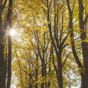 輸入壁紙 カスタム壁紙 PHOTOWALL / Autumn Trees (e25173)