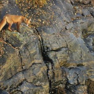 輸入壁紙 カスタム壁紙 PHOTOWALL / Fox on the Rocks (e29446)