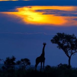 輸入壁紙 カスタム壁紙 PHOTOWALL / A Giraffe at Sunset (e29447)