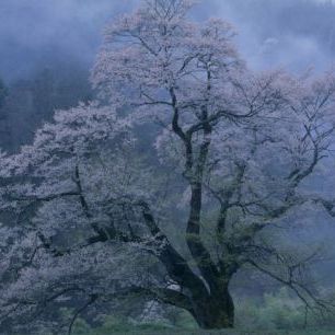 輸入壁紙 カスタム壁紙 PHOTOWALL / Mystical Cherry Blossoms (e29537)