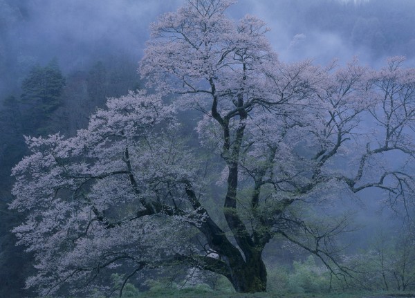 輸入壁紙 カスタム壁紙 PHOTOWALL / Mystical Cherry Blossoms (e29537)