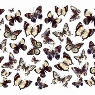 輸入壁紙 カスタム壁紙 PHOTOWALL / Beautiful Butterflies (e25536)