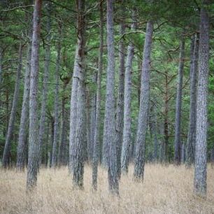 輸入壁紙 カスタム壁紙 PHOTOWALL / Mystery Pine Forest (e25538)
