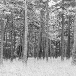 輸入壁紙 カスタム壁紙 PHOTOWALL / Pine Forest (e25542)