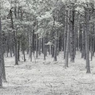 輸入壁紙 カスタム壁紙 PHOTOWALL / Pine Tree Forest (e25543)