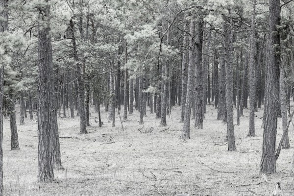 輸入壁紙 カスタム壁紙 PHOTOWALL / Pine Tree Forest (e25543)