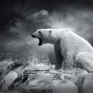 輸入壁紙 カスタム壁紙 PHOTOWALL / White Polar Bear Hunter (e40054)