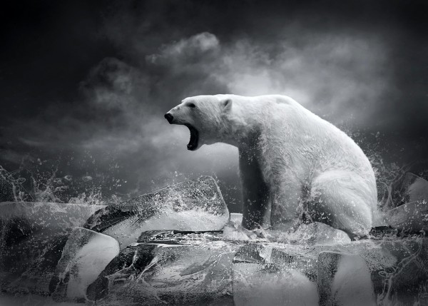 輸入壁紙 カスタム壁紙 PHOTOWALL / White Polar Bear Hunter (e40054)