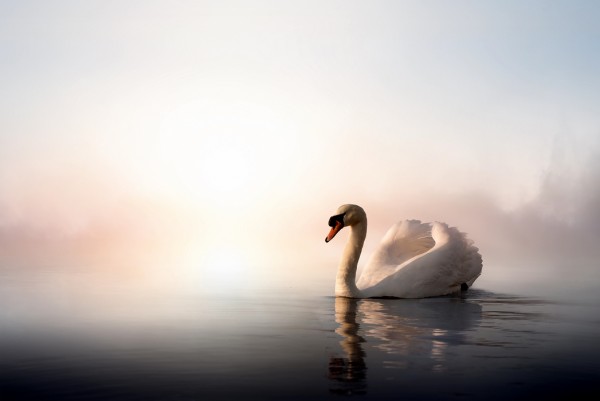 輸入壁紙 カスタム壁紙 PHOTOWALL / Swan Floating (e40075)