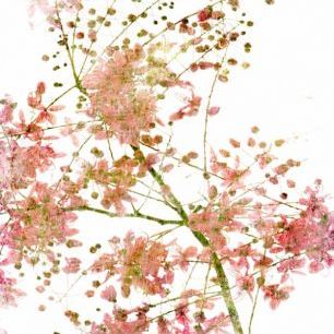 輸入壁紙 カスタム壁紙 PHOTOWALL / Pink Flower Blossom (e40104)