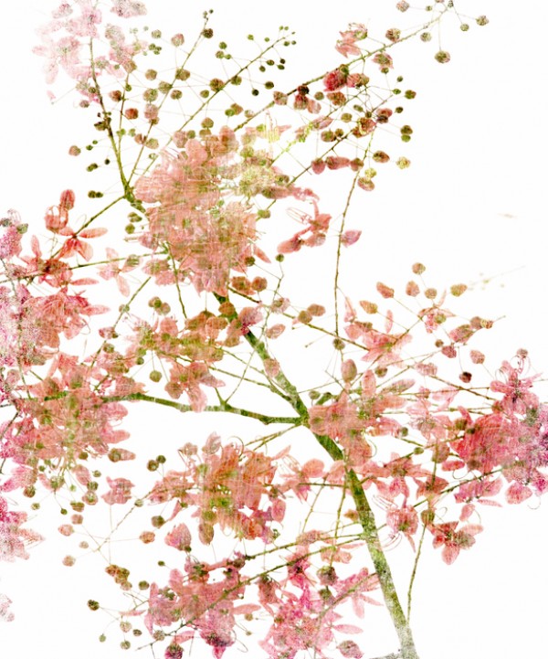 輸入壁紙 カスタム壁紙 PHOTOWALL / Pink Flower Blossom (e40104)