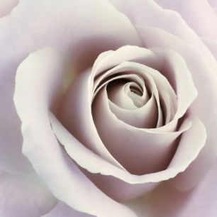 輸入壁紙 カスタム壁紙 PHOTOWALL / Soft Rose in Cool Shades (e23747)