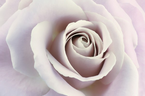 輸入壁紙 カスタム壁紙 PHOTOWALL / Soft Rose in Cool Shades (e23747)