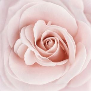 輸入壁紙 カスタム壁紙 PHOTOWALL / Soft Rose in Peach Pink Shades (e23748)