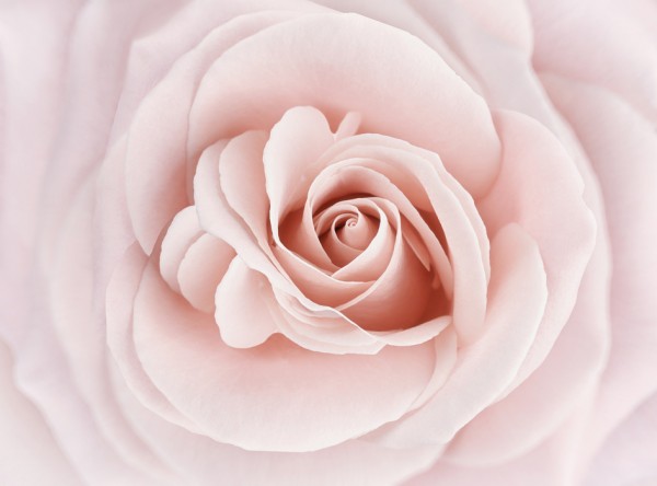 輸入壁紙 カスタム壁紙 PHOTOWALL / Soft Rose in Peach Pink Shades (e23748)