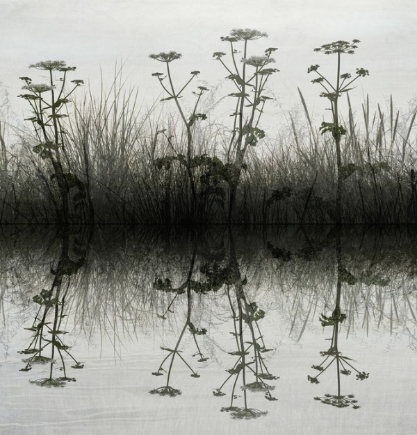 輸入壁紙 カスタム壁紙 PHOTOWALL / Floral Water Reflection (e23751)