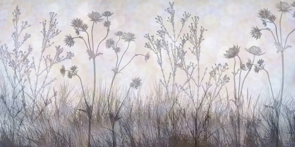 輸入壁紙 カスタム壁紙 PHOTOWALL / Wildflowers Lining the Trail -  Silver Lavender (e23755)