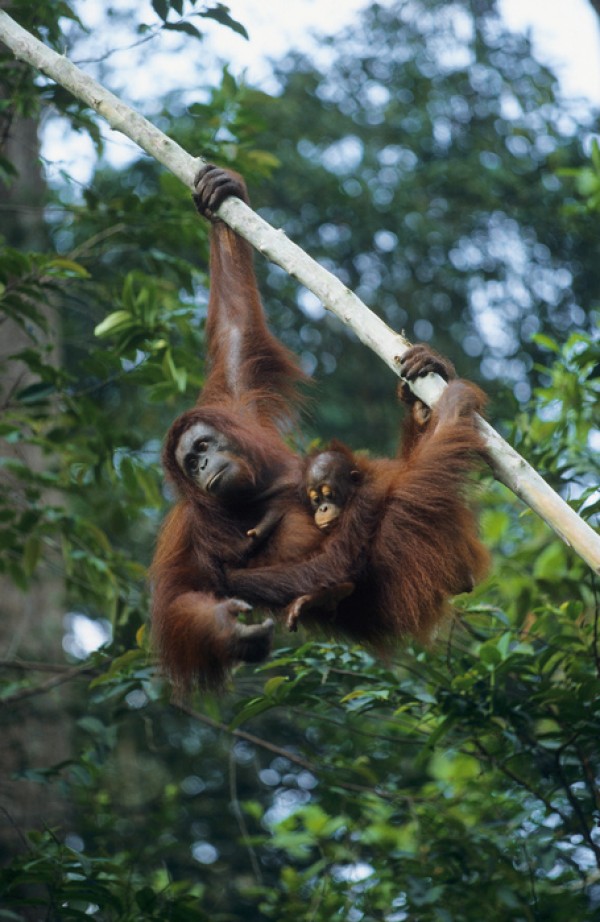 輸入壁紙 カスタム壁紙 PHOTOWALL / Climbing Orangutan (e23789)