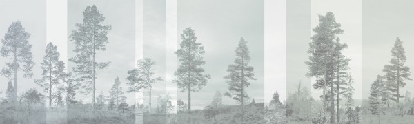 輸入壁紙 カスタム壁紙 PHOTOWALL / Panorama - Pale Bluegreen (e24481)