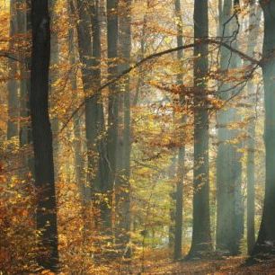 輸入壁紙 カスタム壁紙 PHOTOWALL / Sunbeams in a Colorful Autumnal Forest (e40253)