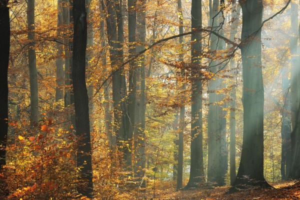 輸入壁紙 カスタム壁紙 PHOTOWALL / Sunbeams in a Colorful Autumnal Forest (e40253)