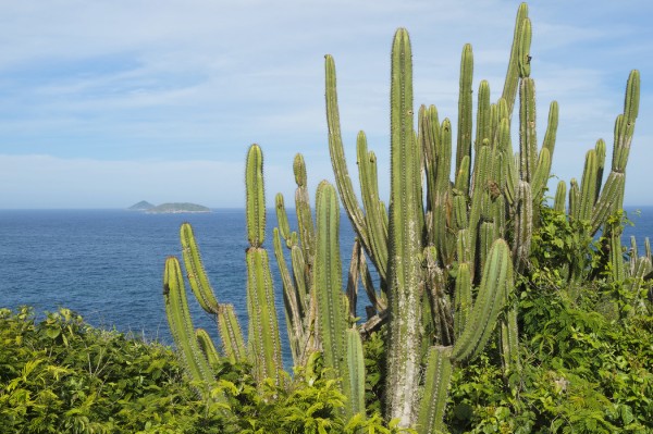 輸入壁紙 カスタム壁紙 PHOTOWALL / Cactus with a View (e24898)