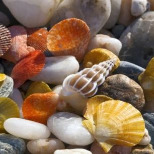 輸入壁紙 カスタム壁紙 PHOTOWALL / Colorful Seashells and Pebbles (e24899)