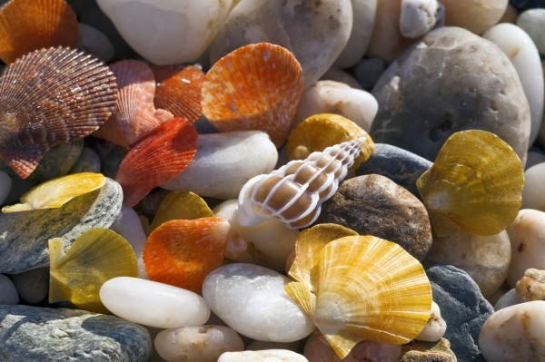 輸入壁紙 カスタム壁紙 PHOTOWALL / Colorful Seashells and Pebbles (e24899)