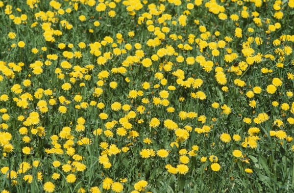 輸入壁紙 カスタム壁紙 PHOTOWALL / Dandelion and Grass (e24902)