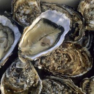 輸入壁紙 カスタム壁紙 PHOTOWALL / Oysters (e24917)