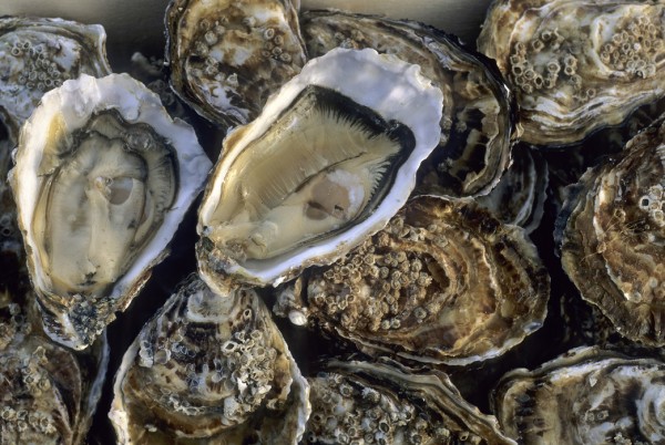 輸入壁紙 カスタム壁紙 PHOTOWALL / Oysters (e24917)