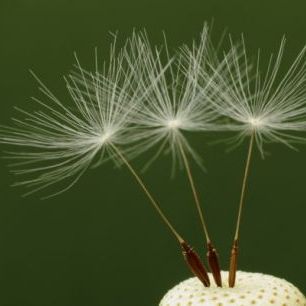 輸入壁紙 カスタム壁紙 PHOTOWALL / Three Dandelion Seeds (e24926)