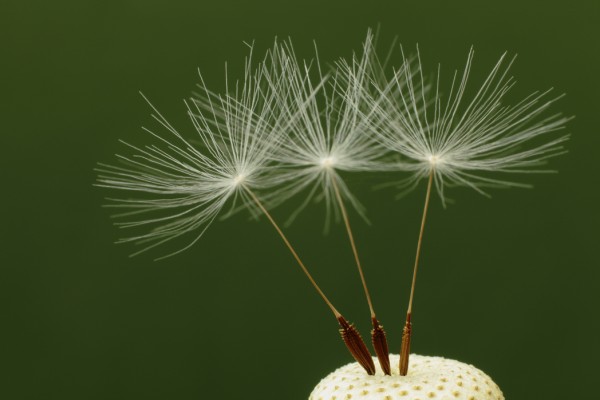 輸入壁紙 カスタム壁紙 PHOTOWALL / Three Dandelion Seeds (e24926)
