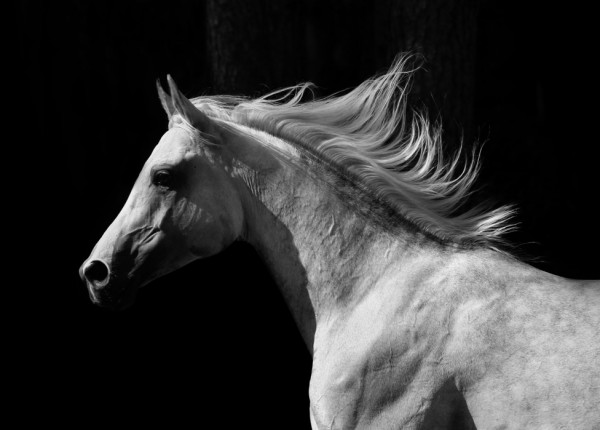 輸入壁紙 カスタム壁紙 PHOTOWALL / Gray Arab Stallion (e40335)