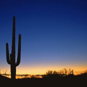 輸入壁紙 カスタム壁紙 PHOTOWALL / Silhouette of Desert Cactus (e40337)