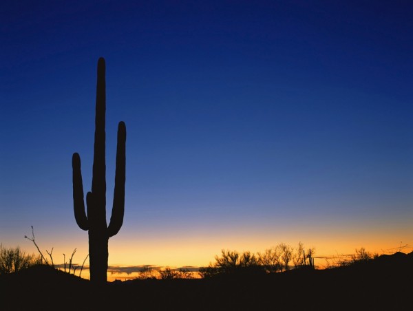 輸入壁紙 カスタム壁紙 PHOTOWALL / Silhouette of Desert Cactus (e40337)